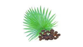 Saw Palmetto
