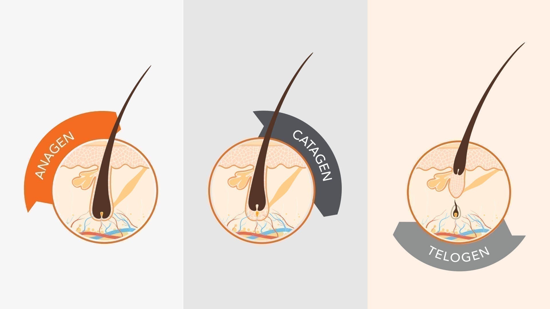 Hair Growth Cycle Explained: Anagen, Catagen & Telogen Phases