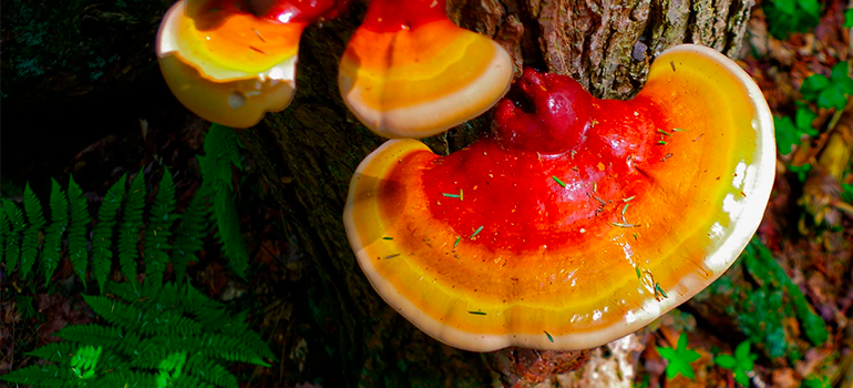 Mushrooms In Shampoo? How Reishi Mushrooms Can Help Hair Growth